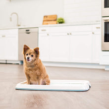 Load image into Gallery viewer, DGZ Pet Potty Train Pan Portable Indoor Outdoor Potty Holder MEDIUM for Dog and Puppy 50x40cm - Dogs And The City Online