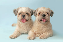 Load image into Gallery viewer, Mr. Giggles Shampoo &amp; Conditioner White Jasmine 1000 ml for Dogs and Cats - Dogs And The City Online